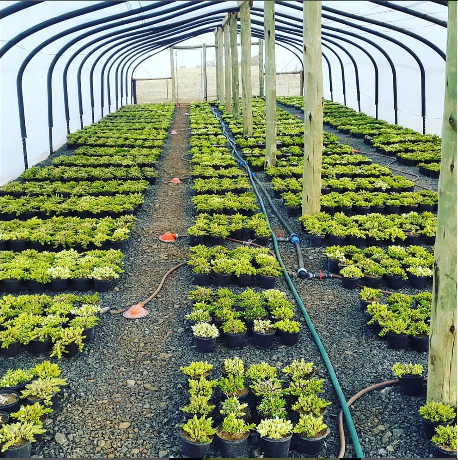 Sereen Kanna greenhouse with rows of Sceletium tortuosum plants growing under cover on the South African farm
