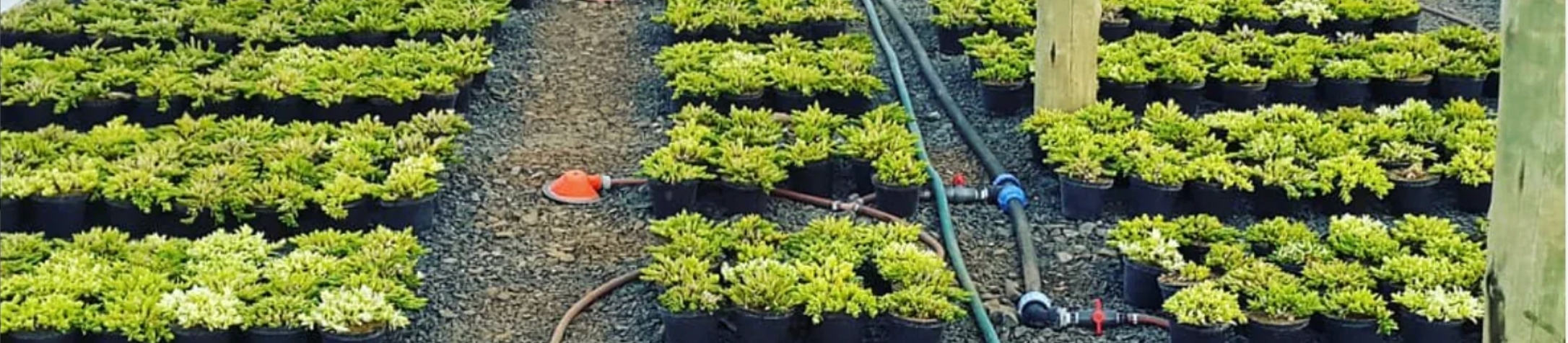 Rows of Sceletium tortuosum plants growing on Sereen Kanna's South African farm with drip irrigation
